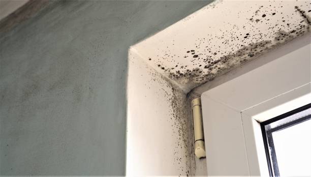 Best Environmental Consulting for Mold Prevention  in Beresford, SD