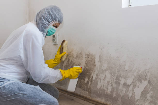 Biohazard Mold Removal in Beresford, SD