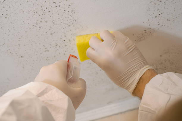 Best Basement Mold Removal  in Beresford, SD
