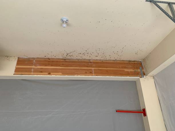 Best Mold Odor Removal Services  in Beresford, SD
