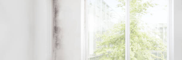 Best Water Damage & Mold Remediation  in Beresford, SD